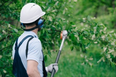 Commercial Trimming / Pruning