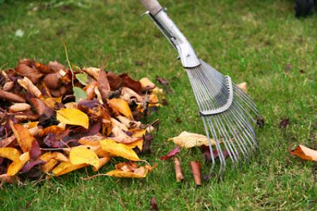 Residential Leaf Removal